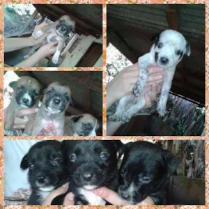 Cachorro raça SRD idade Abaixo de 2 meses nome Filhote
