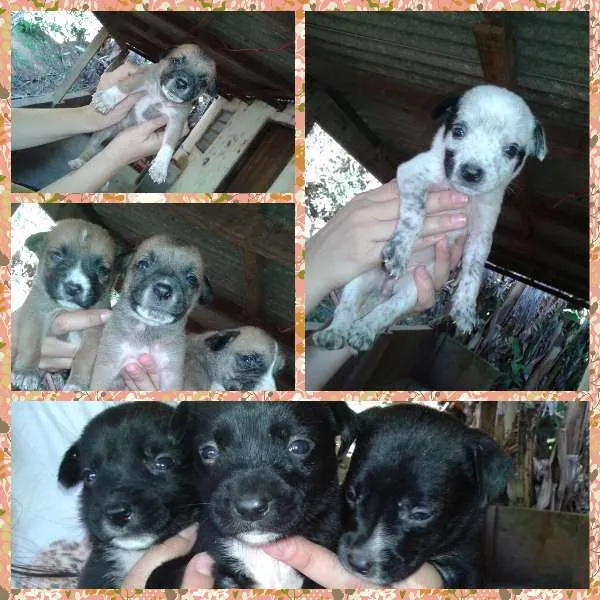 Cachorro ra a SRD idade Abaixo de 2 meses nome Filhote