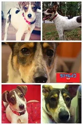Cachorro ra a SRD idade 2 anos nome Charlie