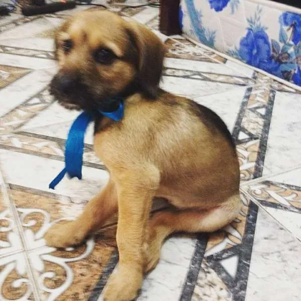 Cachorro ra a indefinida idade 2 a 6 meses nome mel