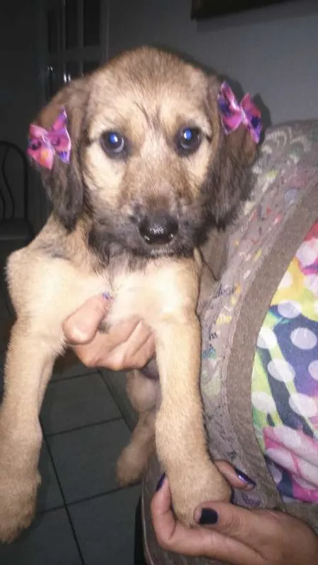 Cachorro ra a indefinida idade 2 a 6 meses nome mel