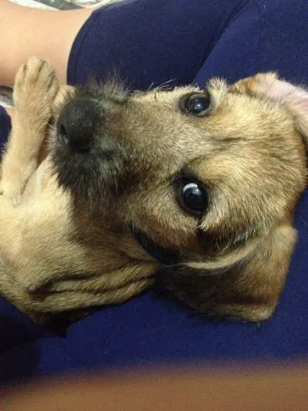 Cachorro ra a indefinida idade 2 a 6 meses nome mel
