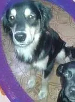 Cachorro ra a SRD idade Abaixo de 2 meses nome 5 filhotes