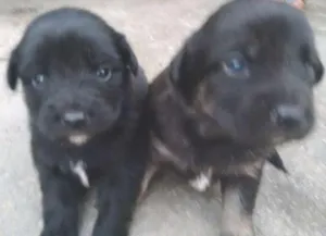 Cachorro raça Srd idade Abaixo de 2 meses nome FILHOTES