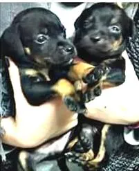 Cachorro raça Vira lata idade Abaixo de 2 meses nome Sem nome
