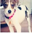 Cachorro raça SRD idade 2 anos nome Charlie