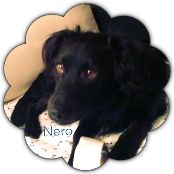Cachorro ra a Mestiço idade 1 ano nome Nero