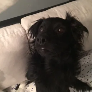 Cachorro ra a Mestiço idade 1 ano nome Nero