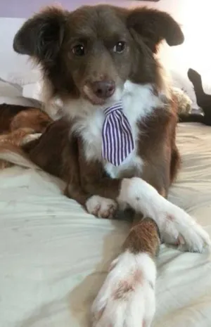 Cachorro raça Mestiço idade 3 anos nome Teco