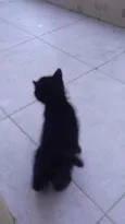 PIrata