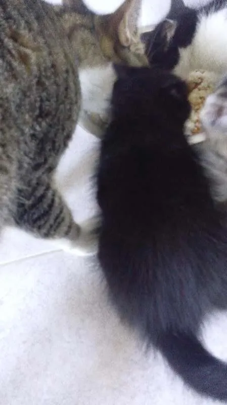 Gato ra a RND idade Abaixo de 2 meses nome PIrata