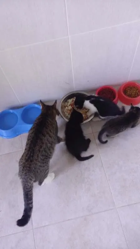 Gato ra a RND idade Abaixo de 2 meses nome PIrata