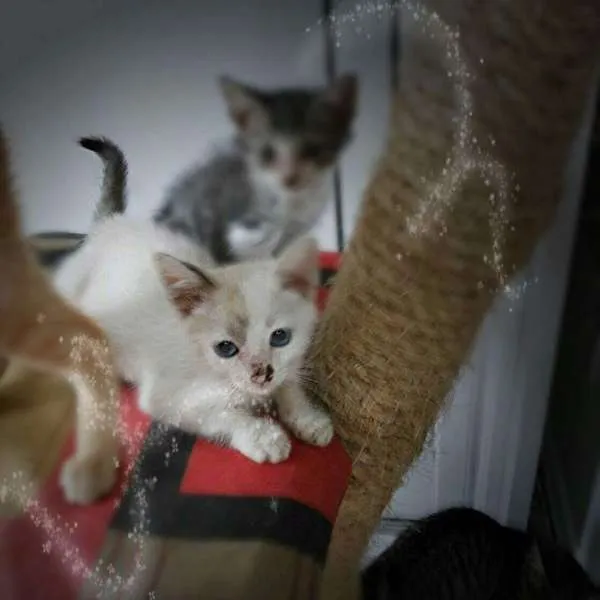Gato raça Vira-lata idade 2 a 6 meses nome Frida, Elsa, Freud