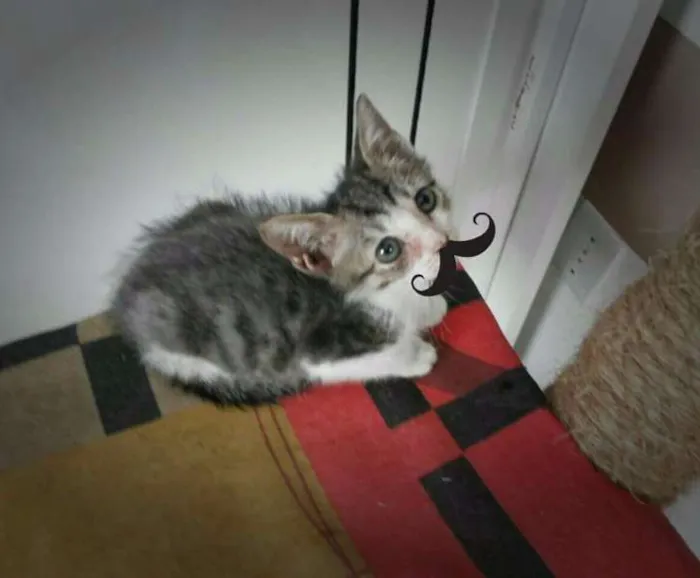 Gato raça Vira-lata idade 2 a 6 meses nome Frida, Elsa, Freud
