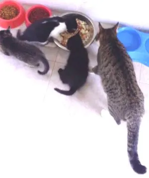 Gato raça RND idade Abaixo de 2 meses nome PIrata