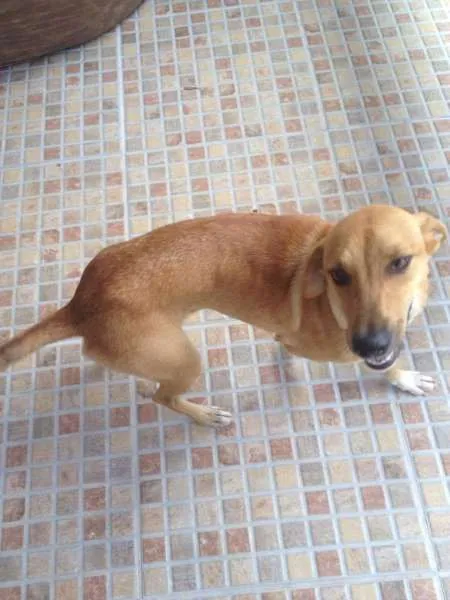 Cachorro ra a Vira lata idade 1 ano nome Mel