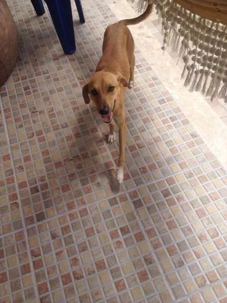 Cachorro ra a Vira lata idade 1 ano nome Mel