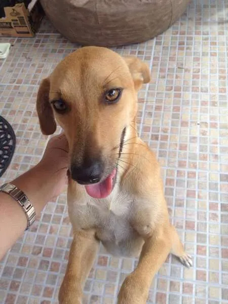 Cachorro ra a Vira lata idade 1 ano nome Mel