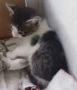 Gato raça RND idade Abaixo de 2 meses nome Duquesa