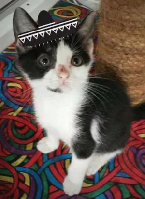 Gato raça Vira-lata idade 2 a 6 meses nome Frida, Elsa, Freud