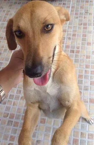 Cachorro ra a Vira lata idade 1 ano nome Mel