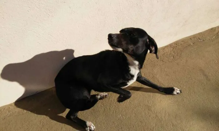 Cachorro ra a Vira Lata idade 1 ano nome Piruleta