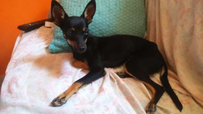 Cachorro ra a pinscher idade 7 a 11 meses nome Luck GRATIFICA