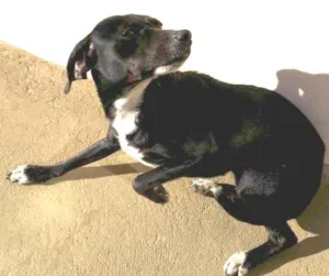 Cachorro raça Vira Lata idade 1 ano nome Piruleta