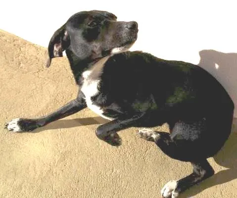 Cachorro ra a Vira Lata idade 1 ano nome Piruleta