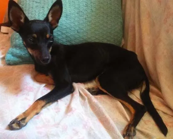 Cachorro ra a pinscher idade 7 a 11 meses nome Luck GRATIFICA