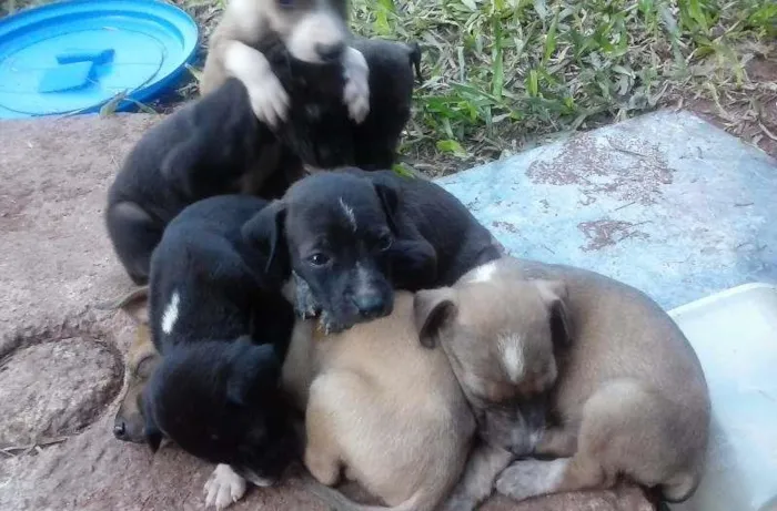 Cachorro ra a Vira lata idade Abaixo de 2 meses nome Nao tem nome