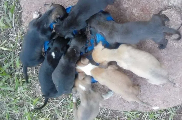 Cachorro ra a Vira lata idade Abaixo de 2 meses nome Nao tem nome