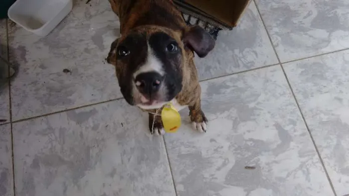 Cachorro ra a Fila idade Abaixo de 2 meses nome Boby