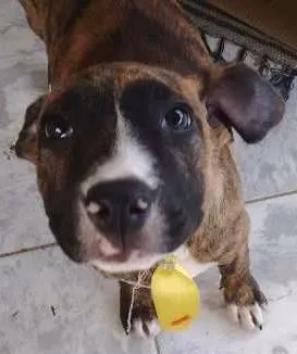 Cachorro ra a Fila idade Abaixo de 2 meses nome Boby