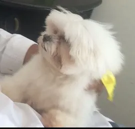 Cachorro raça Maltês idade 6 ou mais anos nome ROCK