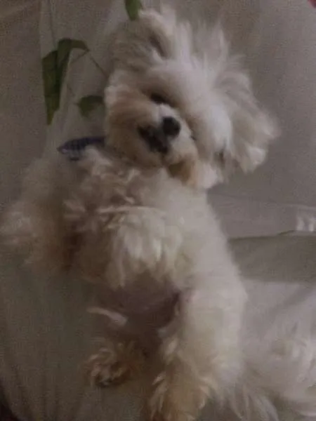 Cachorro raça Maltês idade 6 ou mais anos nome ROCK