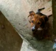 Tigara