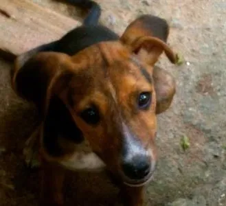 Cachorro ra a SRD idade 2 a 6 meses nome Tigara