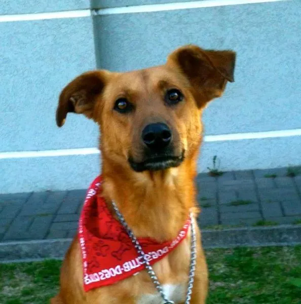 Cachorro ra a SRD idade 1 ano nome Amarelo