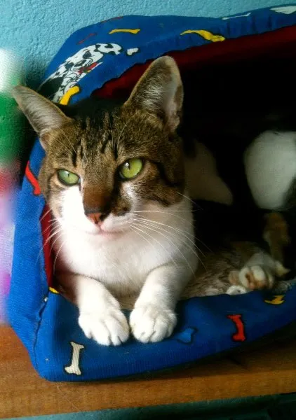 Gato ra a SRD idade 7 a 11 meses nome Maxi