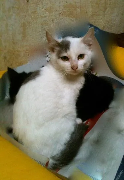 Gato ra a SRD idade 2 a 6 meses nome Susi
