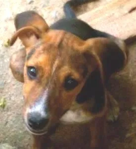 Cachorro ra a SRD idade 2 a 6 meses nome Tigara
