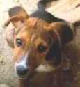 Tigara