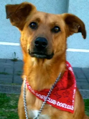Cachorro raça SRD idade 1 ano nome Amarelo