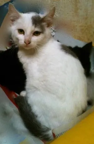 Gato raça SRD idade 2 a 6 meses nome Susi