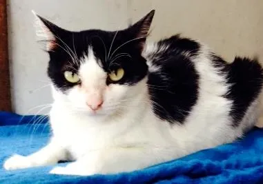 Gato ra a SRD idade 7 a 11 meses nome Cleo
