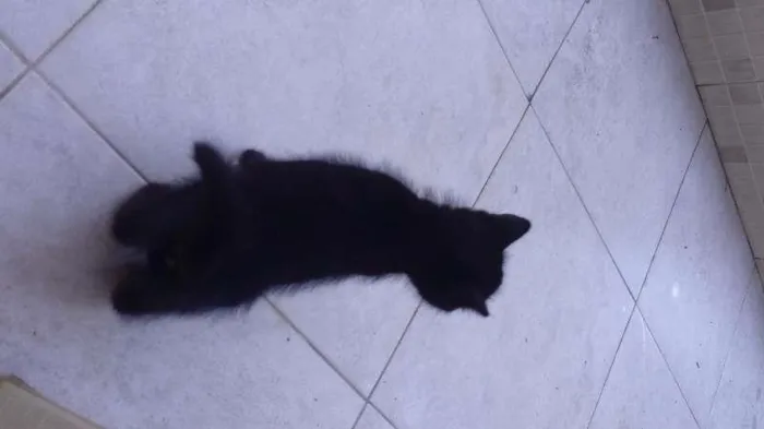 Gato ra a RND idade Abaixo de 2 meses nome Pirata