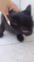 Pirata