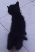 Pirata