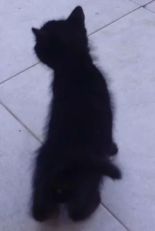 Gato ra a RND idade Abaixo de 2 meses nome Pirata